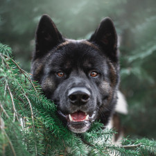 Podle všeho neexistuje způsob, jak zaručit, že vás váš mazlíček nebude jíst