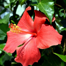 Mezi oblíbené pokojové rostliny se snadným pěstováním patří ibišek čínský