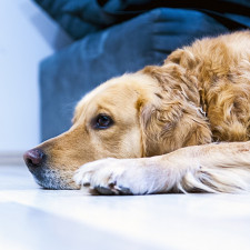 Nejčastěji pozorujeme otravy rodenticidy, metaldehydem a fridexem