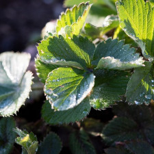 Stačí trocha péče navíc na podzim a příští sezonu budete mít bohatou úrodu
