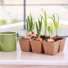 V lednu si můžete mimo jiné vysázet i cibuli