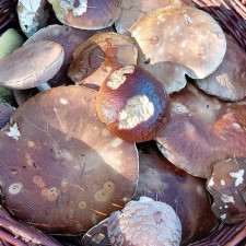 Někde to chce více trpělivosti, ale najít se dají opravdu krásné exempláře