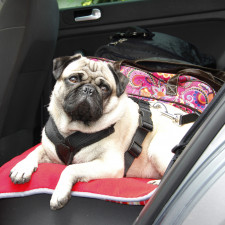 Pes vám neřekne, že se necítí dobře. Jeho pohodlí je na vás