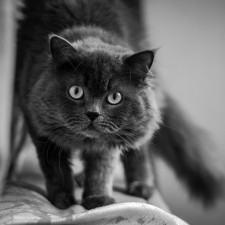 Svoji mimiku mají i zvířata - co si ta kočka asi myslí o nápadu jít ven, když prší?