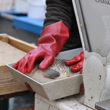 Kapři budou letos hubenější a menší, ovšem dražší, říká rybář z Vysočiny Adama Kratochvíl