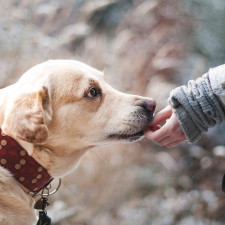 Psi dokáží "diagnostikovat" některé choroby díky změně pachu nemocného
