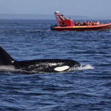 Možná je jen otázkou času, kdy začnou kosatky lodě pravidelně potápět