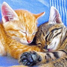 Turecko je toulavými kočkami proslulé