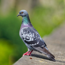 Se zastrašením holuba vám pomůže mimo jiné i plastová sova