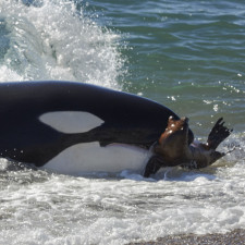 Není pochyb o tom, že se kosatky zdokonalují