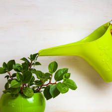 Předtím, než zalijete vaši pokojovku, se přesvědčte, jestli to opravdu potřebuje