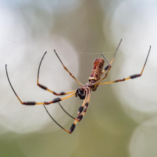 Palovčík brazilský, známý jako banánový pavouk, je nebezpečný zejména pro muže. Po jeho kousnutí dostávají dlouhotrvající a bolestivou erekci, která může trvat až několik dní