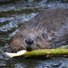 Bobr se zachoval jako vandal, zaplatit to muselo ministerstvo