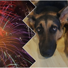 I velký a jindy statečný pes může na přelomu roku velmi trpět