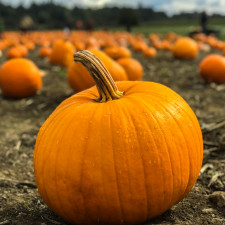 Dýně mají mimo jiné i vysoký obsah hořčíku, který je důležitý pro kvalitní spánek