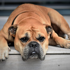 Hlavně u velkých plemen je třeba oblast břicha pečlivě hlídat