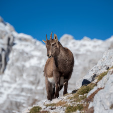 Horské kozy žijící na Tavolaře mají zuby zbarvené do žluta kvůli jejich ostrovní stravě