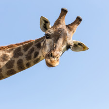 Jeden moudrý zákon praví: Kdo chce rybařit, nesmí jezdit na žirafě!