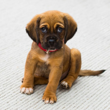 Zákon zná i několik výjimek - mnoho jich ale není