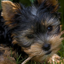 Teriéři jsou náchylní k šedému zákalu